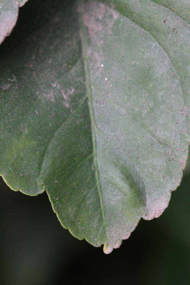                 Margin (Doctor Strong, Riverside,   CA)       